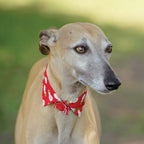 Festive Dog Collar Sewing Pattern PDF
