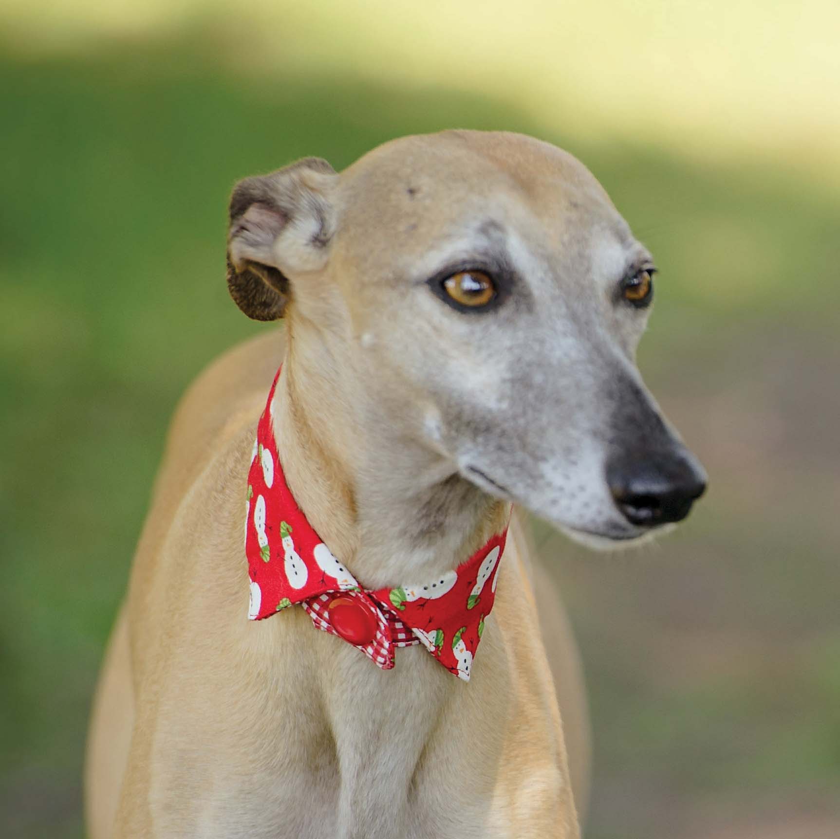 Festive Dog Collar Sewing Pattern PDF